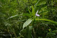 Roscoea purpurea
